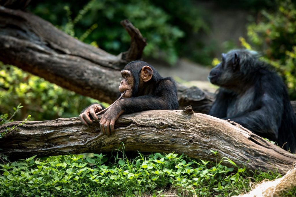 Serengeti & Ngorongoro Safari with Uganda Gorilla and Chimpanzee Trekking