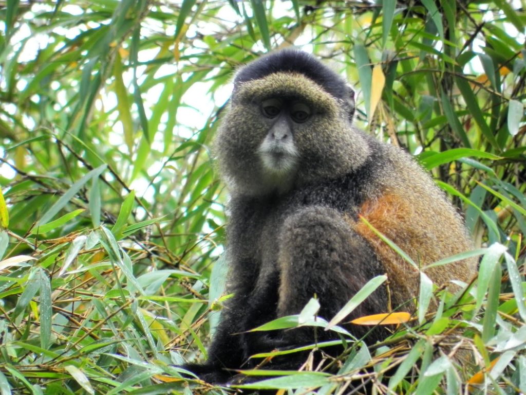 Reasons to Visit Volcanoes National Park: Gorilla Trekking in 2025