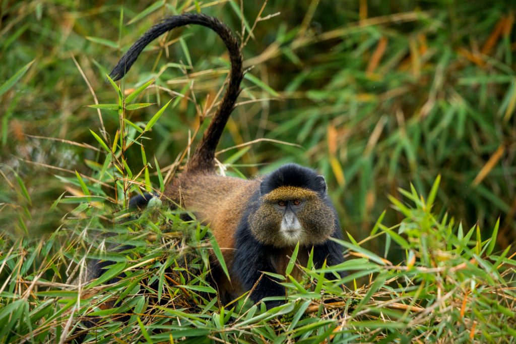 Golden Monkey Tracking in Rwanda