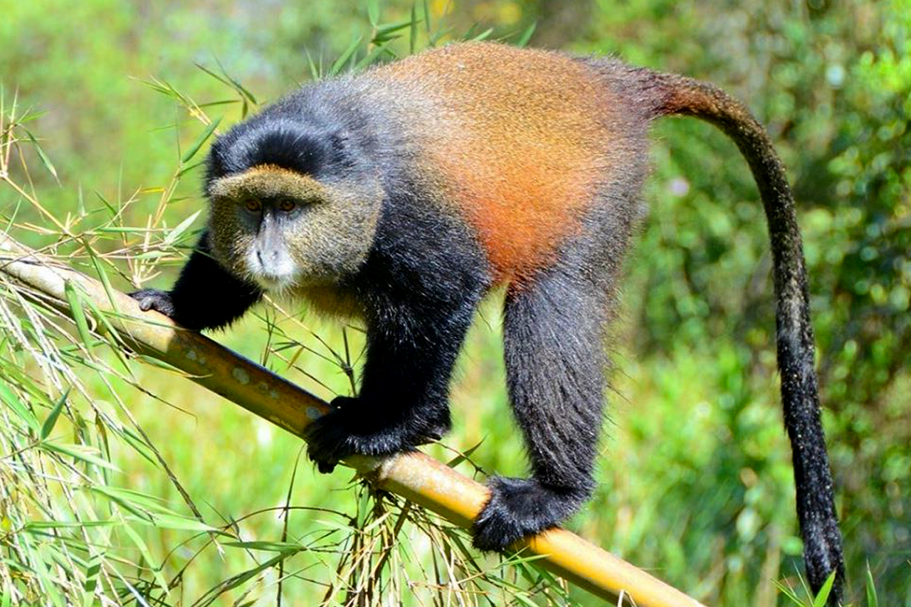 Golden Monkey Tracking In Rwanda Volcanoes National Park 2025