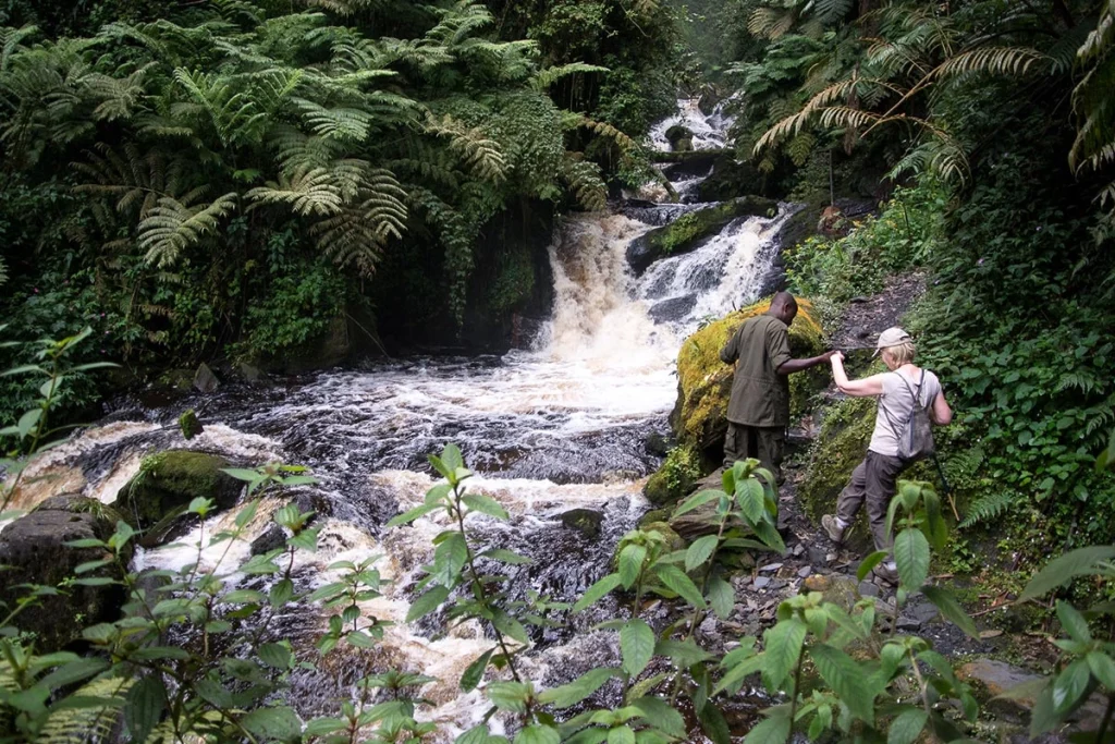 Hike Irebero Trail in Nyungwe