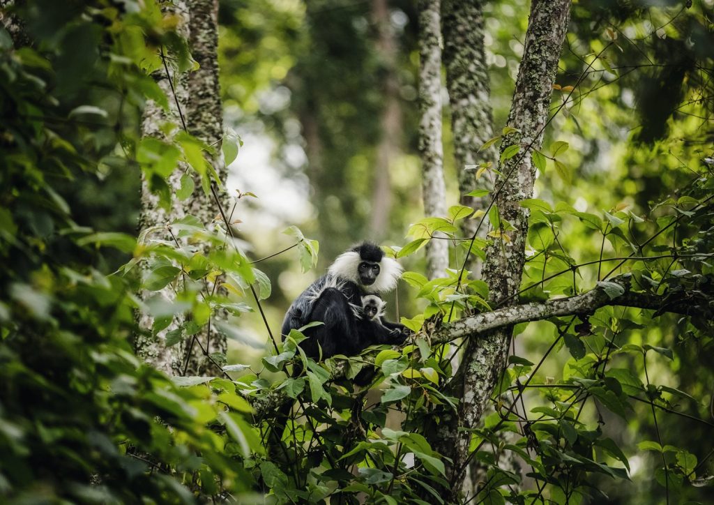 Black and White Colobus Monkey Tracking