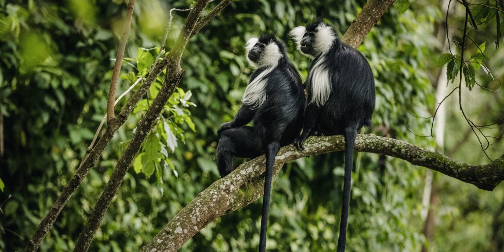 Black and White Colobus Monkey Tracking