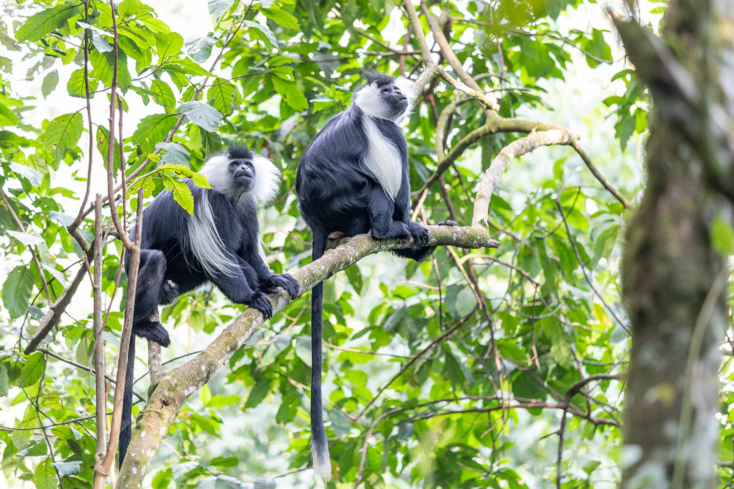 Chimpanzee Trekking in Kibale