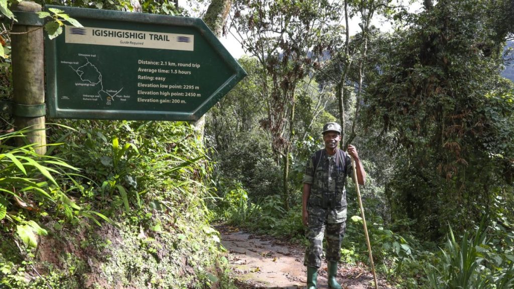Mount Bigugu Trail in Nyungwe Forest