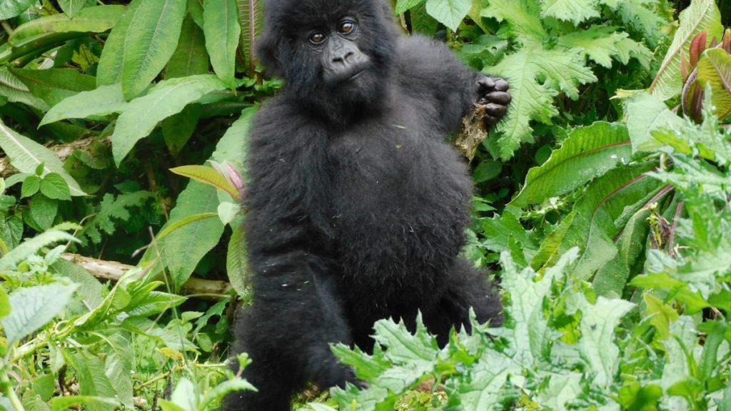 Golden Monkeys & Gorilla Trekking Safari
