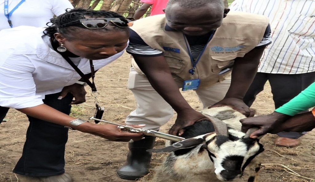 What Vaccines are Required and Where Can I Get Them?