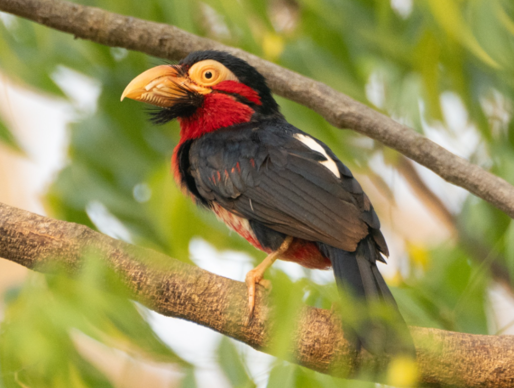 Birding Checklists for 2026