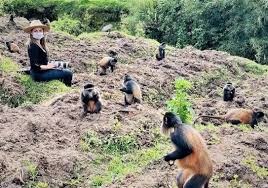 How is Golden Monkey Habituation in Mgahinga