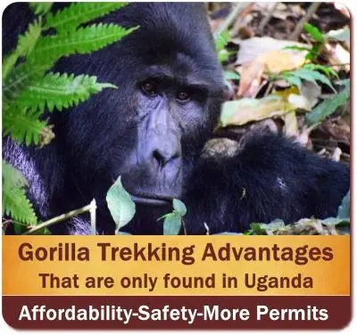 What are the Differences Between Gorilla Trekking Experiences in Rwanda, Uganda, and DR Congo?