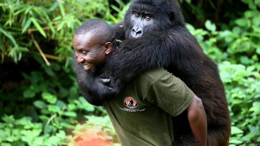 Rwanda Gorilla Trekking from Asia and Flights