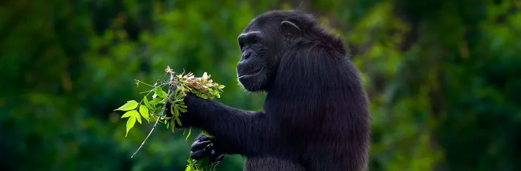 Gombe Stream National Park, Tanzania Safari.
