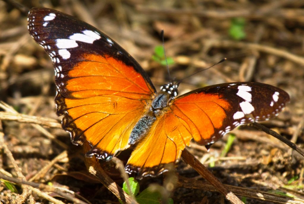 Butterfly Watching Safaris in Uganda and Rwanda