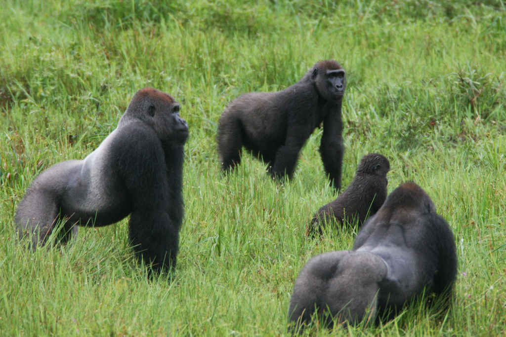 Gorilla Trekking Experience
