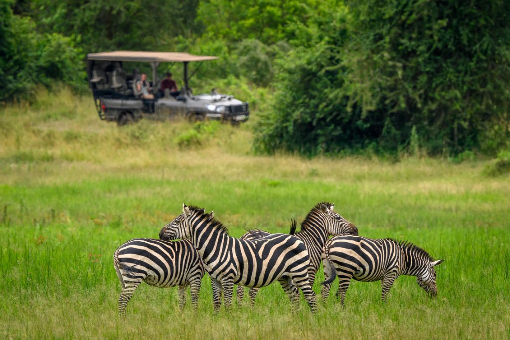 What is There to Do While on a Safari in Rwanda?