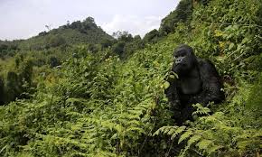 Uganda Gorilla Trekking from the Philippines and Flights