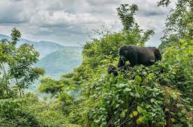 Reasons for Going Mountain Gorilla Trekking