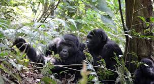 Uganda Gorilla SAFARIS
