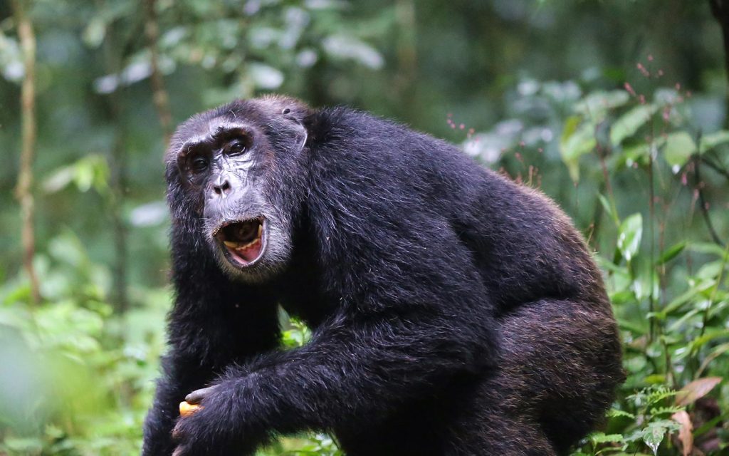 What to Do in Kibale National Park?