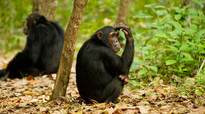 Gombe Stream National Park, Tanzania Safari.