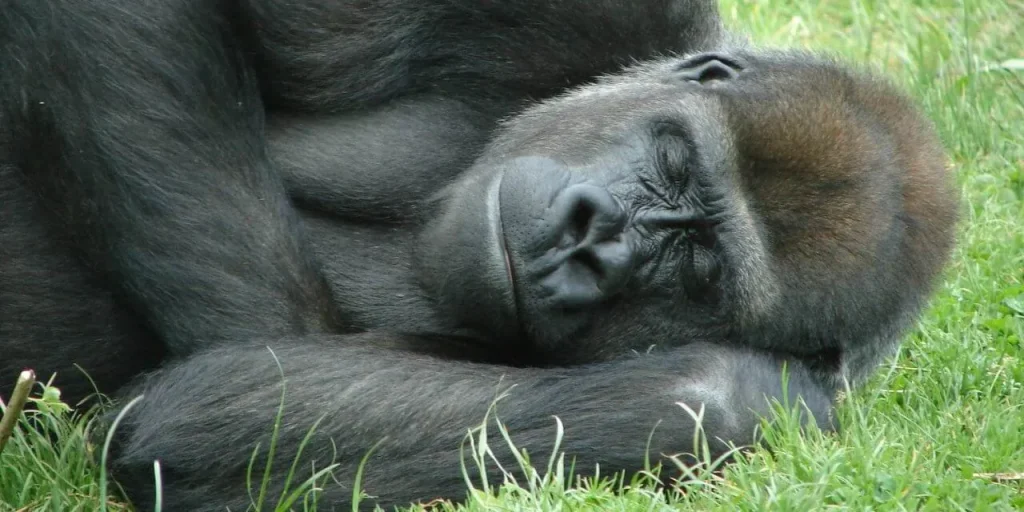 How Do Mountain Gorillas Sleep?
