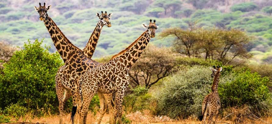 Budgeting Tips for Family Safaris