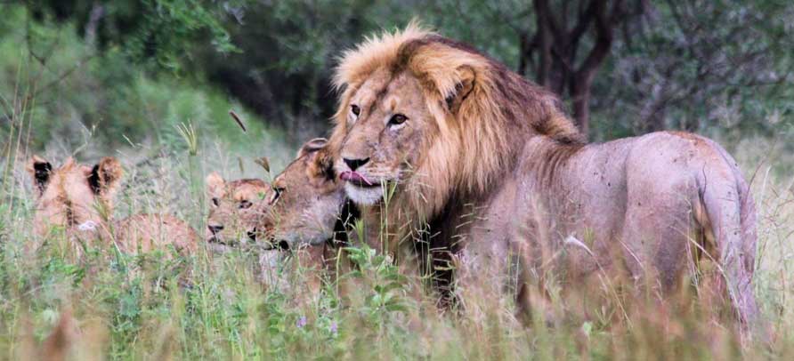 A Tanzania Safari from Argentina is more than a journey; it’s an awakening of the senses and spirit.