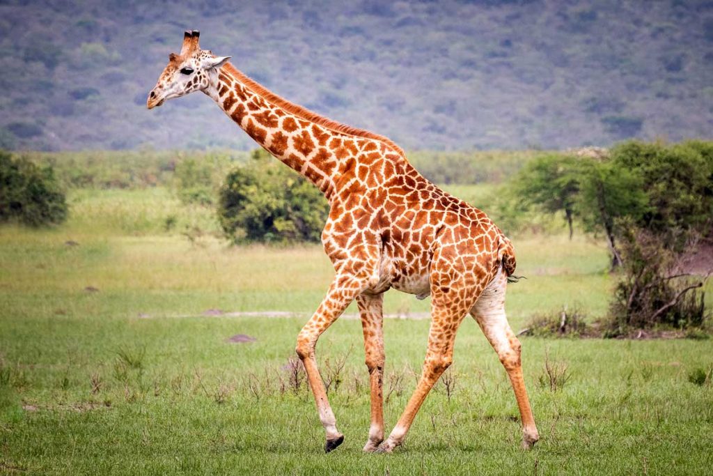 Walking Safaris in Arusha National Park