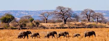 What to do in Tarangire National Park