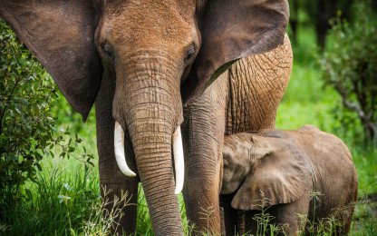 Nyerere National Park