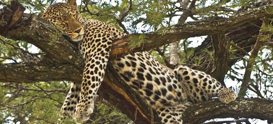 Tanzania Safari Holidays 