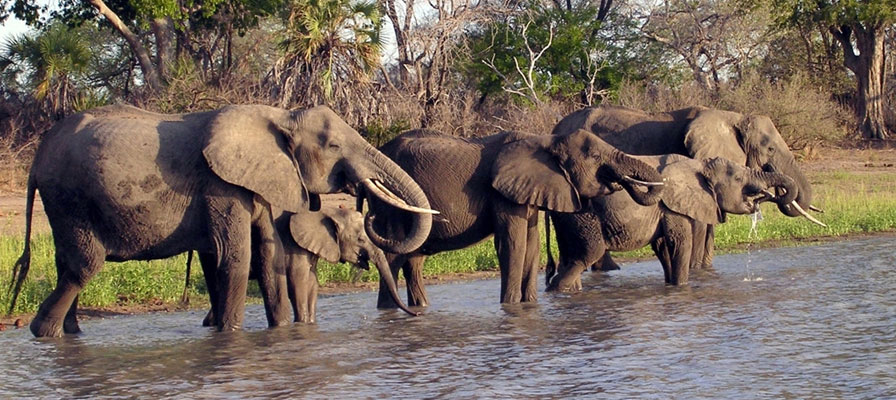 Serengeti and Ngorongoro Safari