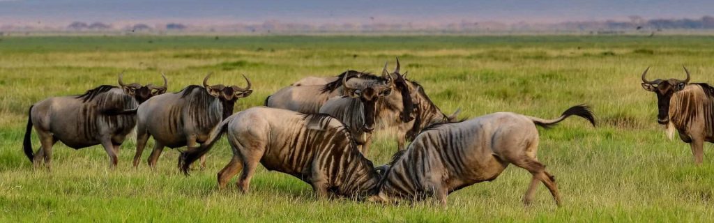 Tanzania Budget Safari – 