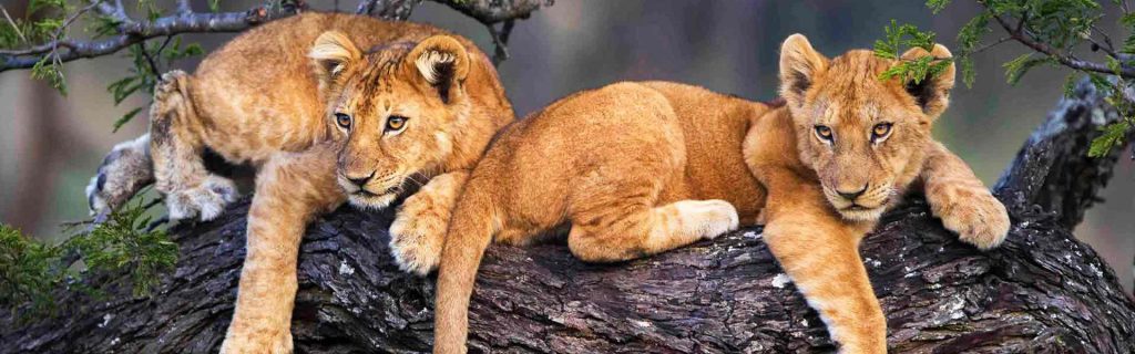 What Is the Best Time to Visit Ngorongoro Crater?