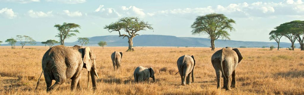 What to Do in Lake Manyara National Park