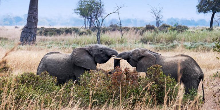 Tanzania Safari from the Philippines 