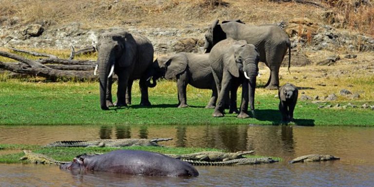 Tanzania Safari from the US – Explore Africa’s Wildlife 2026-2027