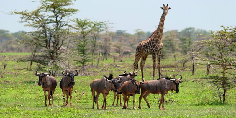 Begin Your African Dream from Italy