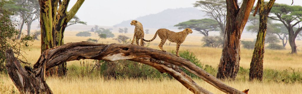 Serengeti National Park 