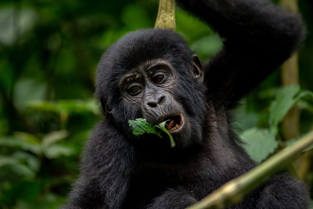 Gorilla Trekking Tips for Groups