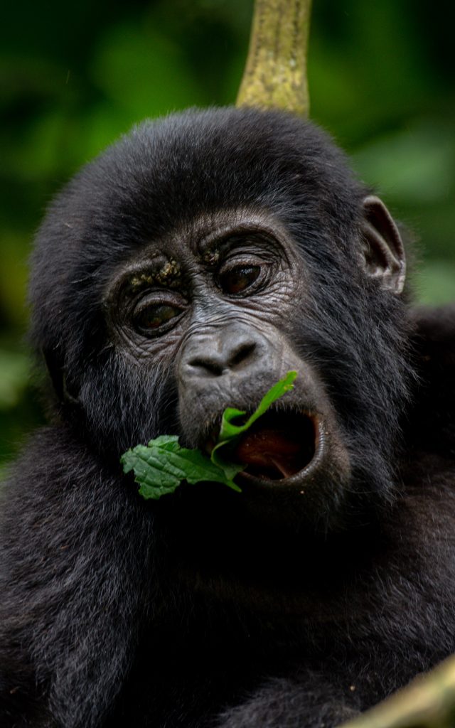Luxury Uganda Gorilla Trekking Packages