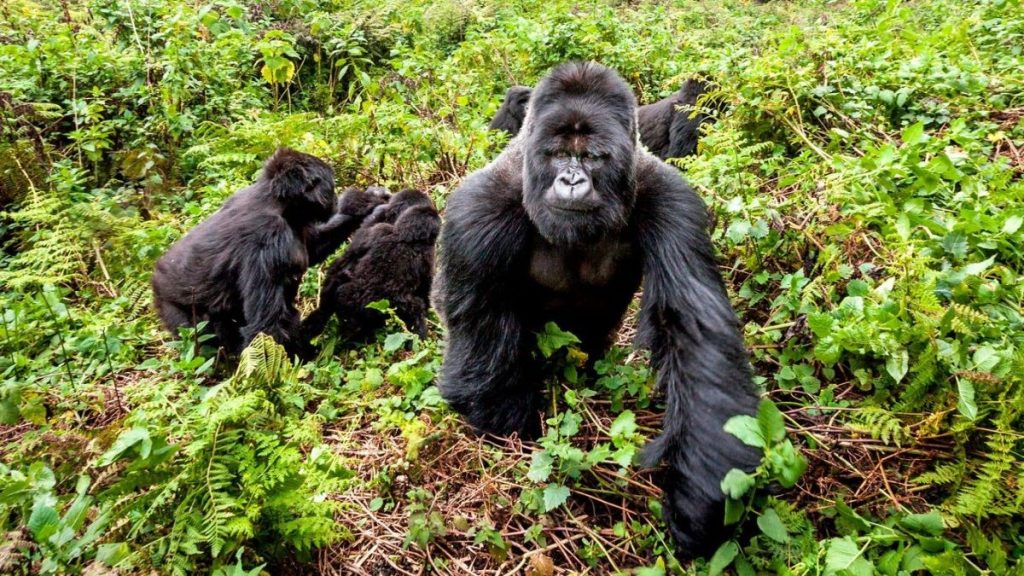 Gorilla Trekking Experience.