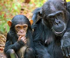 Mahale Mountains National Park