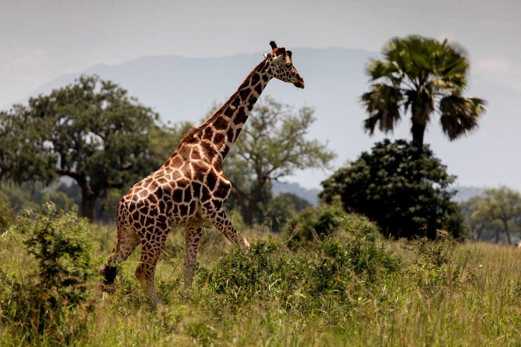 Eco-Tips for Safaris in Rainy vs Dry Seasons
