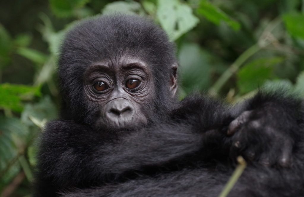 Sustainable Gorilla Trekking Tips