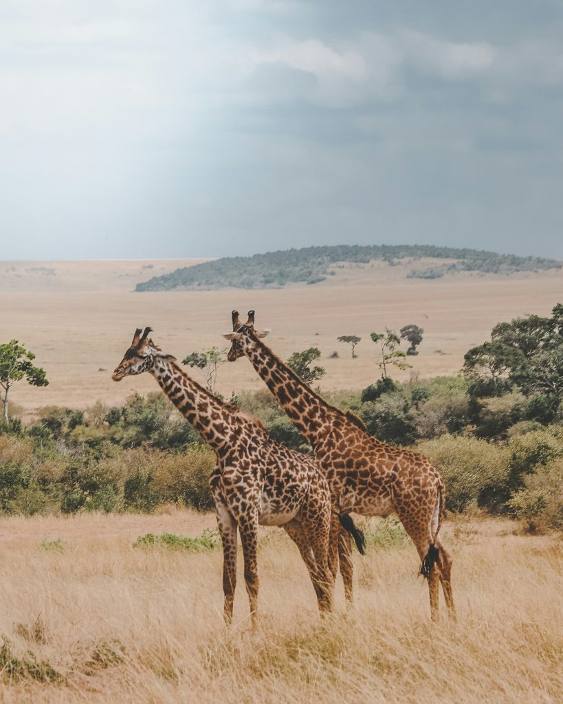 Safari Tips for Wildlife Behavior