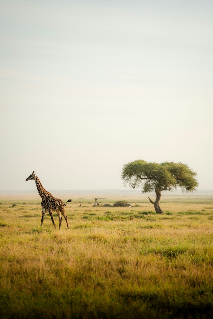 How to Avoid Weather Shock on a Safari