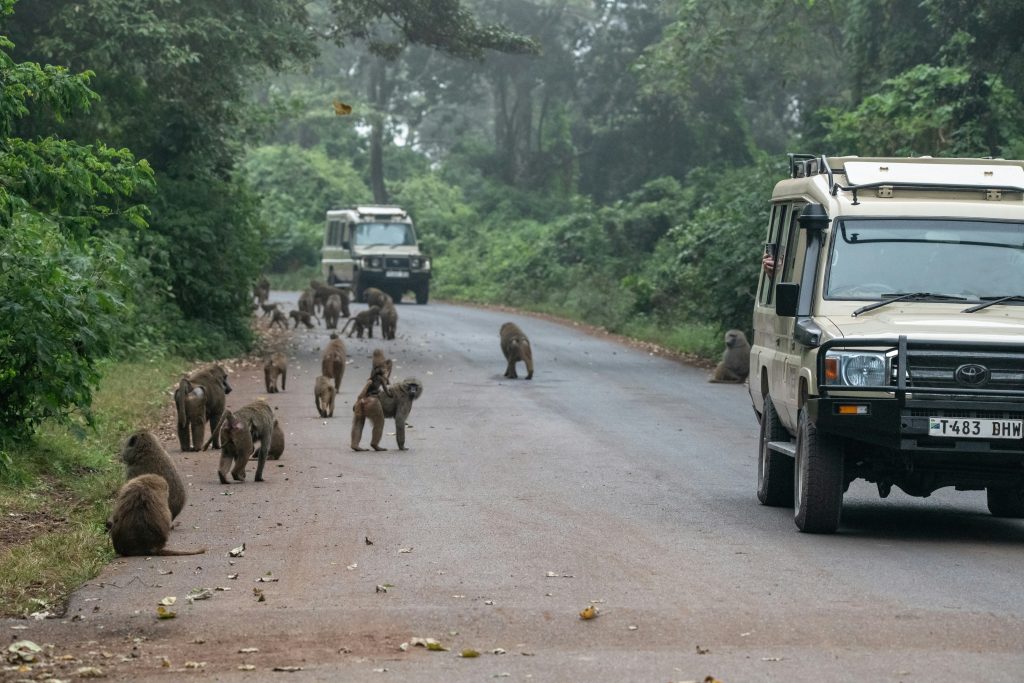 Travel Insurance Tips for Safaris
