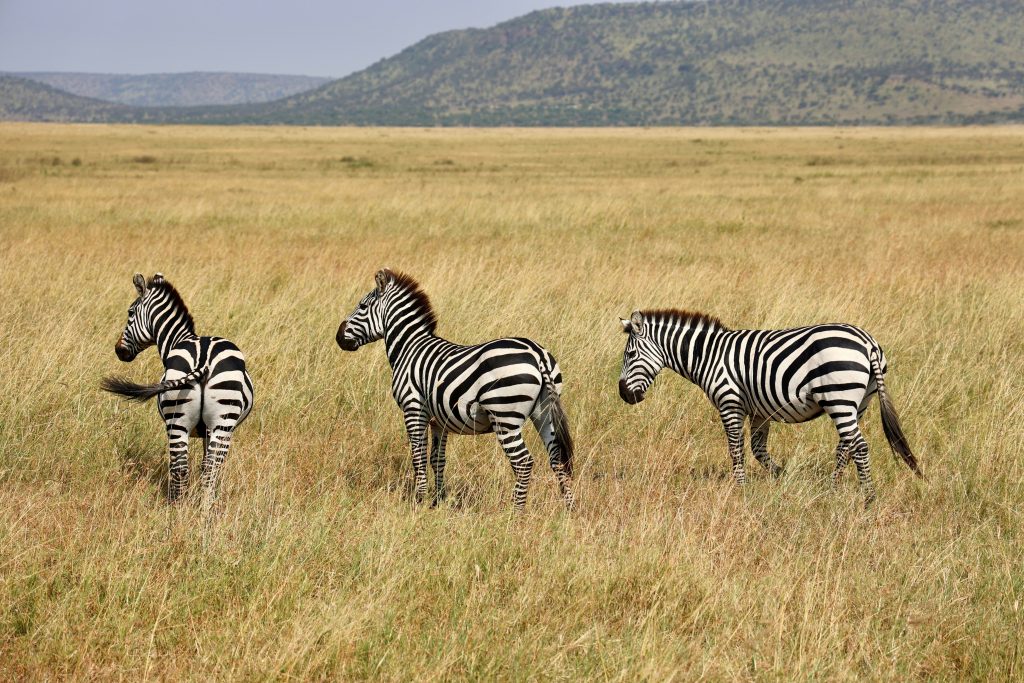 Why 2026 Marks the Rise of the Quiet Safari