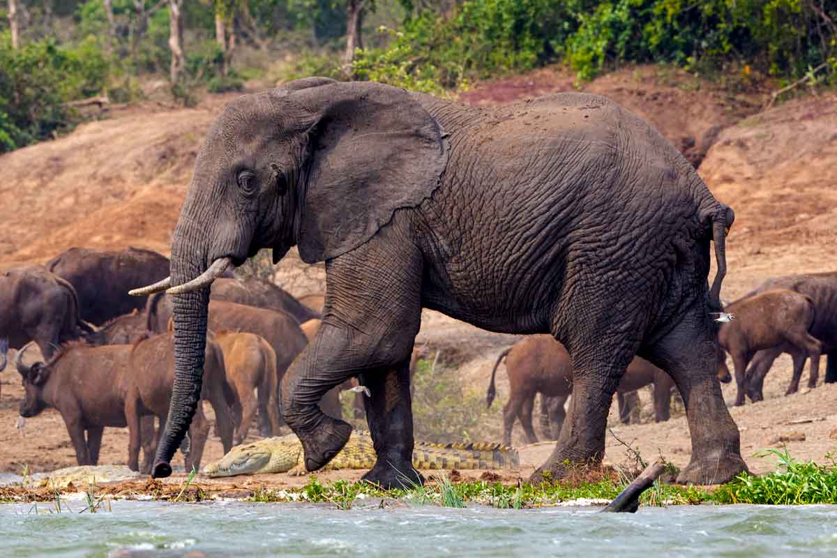 Serengeti & Ngorongoro Safari with Uganda Gorilla and Chimpanzee Trekking